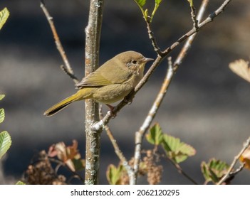 A Common Yellowthroat Makes A Split Second Stop On A Small Branch.