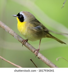 Common Yellowthroat (male) on a branch