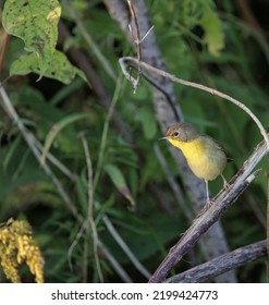 Common Yellowthroat on migration, first fall plumage