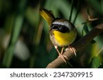 Common Yellowthroat perched on a branch with leaves from a bush surrounding it.