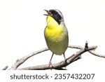Common Yellowthroat: A small warbler with a distinctive mask.
