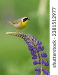 Common Yellowthroat stand on the  Lupine.