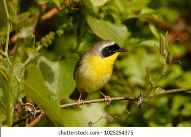 A Common Yellowthroat warbler
