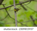 Common Yellowthroat Warbler during spring migration