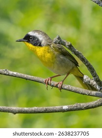Common yellowthroat warbler on a branch