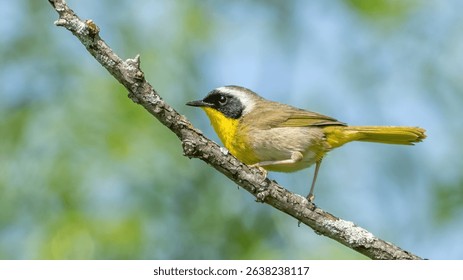 Common yellowthroat warbler on a branch