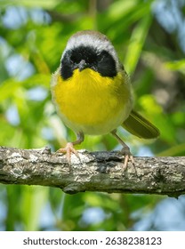 Common yellowthroat warbler on a branch