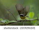 Common yellowthroat with wings up about to takeoff from perch.
