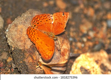 A Common Yeoman (Cirrochroa Tyche Rotundata)