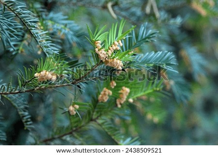 Common yew or English yew (Taxus baccata) tree in bloom.