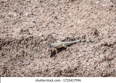 Common Zebra Tailed Lizard (Callisaurus draconoides) is a fast moving reptile occurring throughout the Southwest United States. This individual wild animal is from Lake Mead National Recreation Area