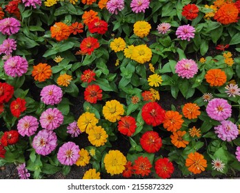 Common Zinnia or Zinnia elegans is one of the most famous flowering annuals of the genus Zinia - Shutterstock ID 2155872329
