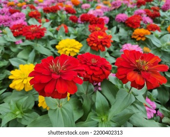Common Zinnia or Zinnia elegans is one of the most famous flowering annuals of the genus Zinia - Shutterstock ID 2200402313