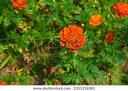 Common zinnia, nature, flower, beautiful, green plant,