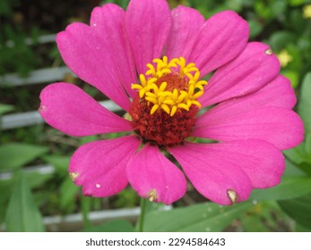 Common zinnia with pink flowers with fresh green leaves on sunny days is very beautiful as an ornamental plant in the garden. - Shutterstock ID 2294584643