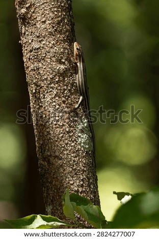 A common-five lined skink latches to the side of a tree on Aug. 5, 2026, at the Paul and Ruth Henning Conservation Area near Branson, Missouri. 
