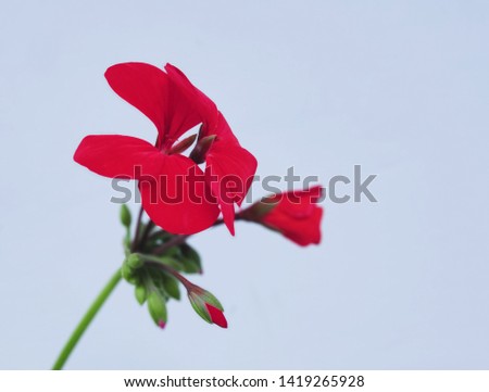 Geranium is a genus of 422 species of flowering annual, biennial, and perennialplants that are commonly known as the cranesbills. 