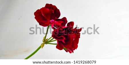 Geranium is a genus of 422 species of flowering annual, biennial, and perennialplants that are commonly known as the cranesbills.
