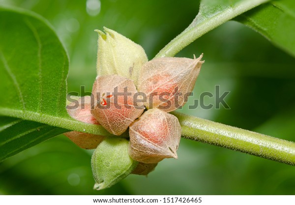 Commonly Known Ashwagandha Winter Cherry Important Stock Photo Edit Now