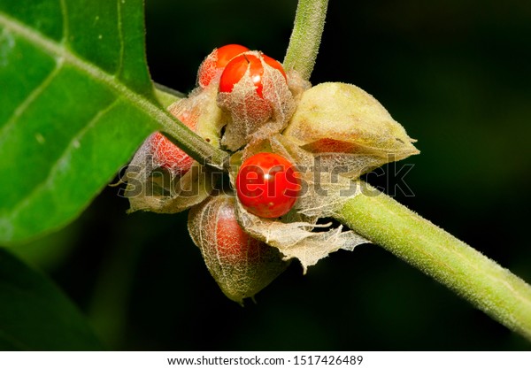 Commonly Known Ashwagandha Winter Cherry Important Stock Photo Edit Now