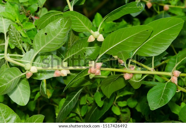 Commonly Known Ashwagandha Winter Cherry Important Stock Photo Edit Now