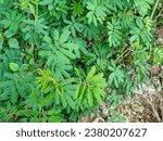 It is commonly known as the giant sensitive plant, giant false sensitive plant, or nila grass. Mimosa diplotricha is an invasive plant that has a pantropical distribution. 