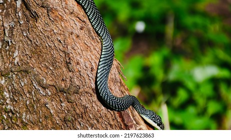 Commonly Known As The Paradise Tree Snake, These Snakes Are Sometimes Also Called The Paradise Gliding Snake, Paradise Flying Snake, Or The Garden Flying Snake.