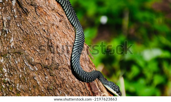 Commonly known as the Paradise Tree
Snake, these snakes are sometimes also called the Paradise Gliding
Snake, Paradise Flying Snake, or the Garden Flying
Snake.