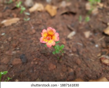 10 O Clock Flower High Res Stock Images Shutterstock