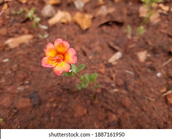 Ten O Clock Flower Hd Stock Images Shutterstock