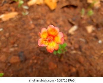 Ten O Clock Flower Hd Stock Images Shutterstock