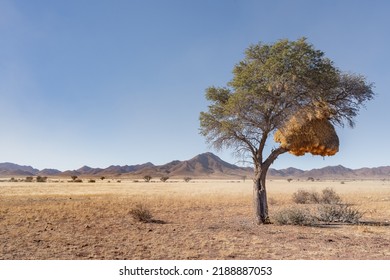 Communal nest of sociable weavers (Philetairus socius) in Acacia tree, Namibrand nature reserve, Namibia, South Africa - Shutterstock ID 2188887053