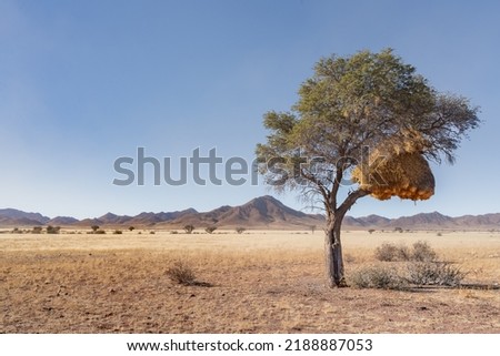 Communal nest of sociable weavers (Philetairus socius) in Acacia tree, Namibrand nature reserve, Namibia, South Africa Stock fotó © 