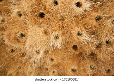 Communal Nest Of Social Weaver Birds