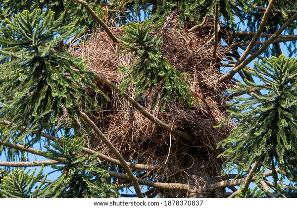 Communial nest of Monk Parakeet (Myiopsitta\
monachus) in park, Buenos Aires,\
Argentina