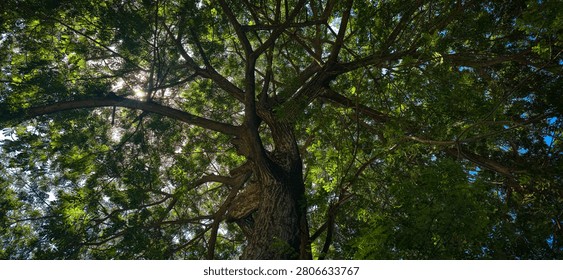 Communication of trees with leafy branches of twigs