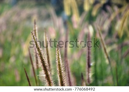 summer meadow Grass Flower