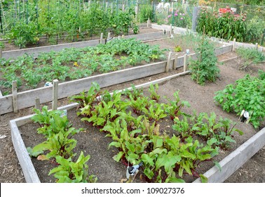 Community Allotment Garden With Vegetables