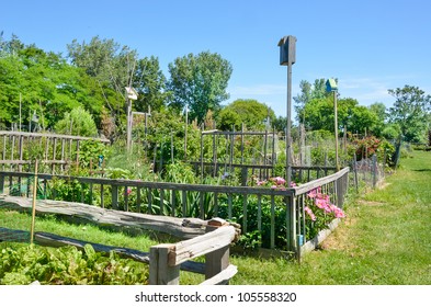 Community Allotment Gardens In Early Summer