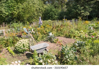 Community Allotment Gardens In Summer