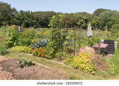 Community Allotment Gardens In Summer