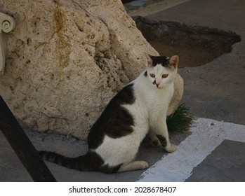 Community cat with its ear tipped, indicating that it has been neutered or spayed by the local rescue groups of Samos, Greece. 