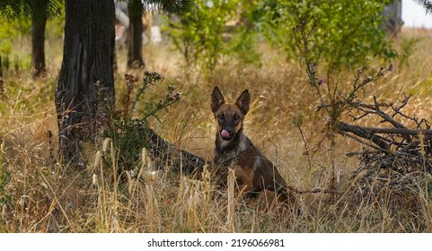 Community Dog ​​caught In A Fence.