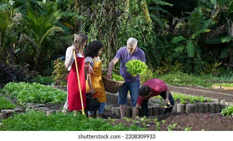 Community farmers discussing plant growth standing on organic local farm. People holding basket with lettuce planning natural plantation - Shutterstock ID 2208309933