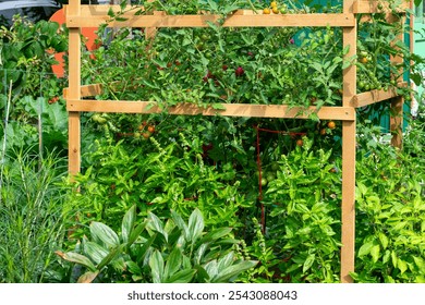 A community garden, also called a P-Patch garden, with ripening and mature tomatoes in a residential neighborhood in Seattle. - Powered by Shutterstock