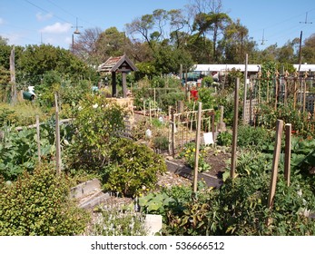 Community Garden In City