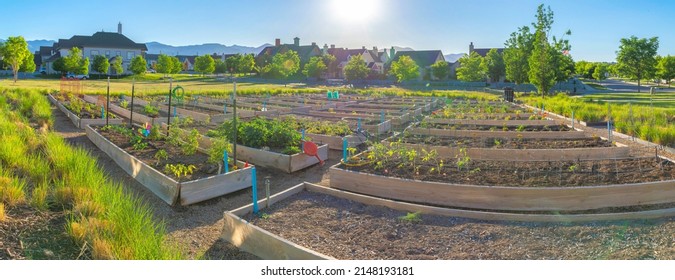 Community garden in the middle of a field with trees at Daybreak, South Jordan, Utah