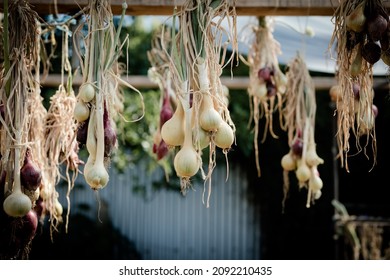 A Community Garden Plot And Bulbs Of Garlic In Central Melbourne In Victoria, Australia