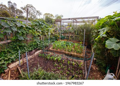 A Community Garden Plot In Central Melbourne In Victoria, Australia