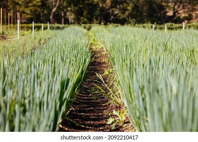 A Community Garden Plot In Central Melbourne In Victoria, Australia